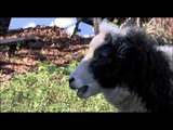 Peanut the ewe-nicorn - a sheep with one horn has sadly passed away