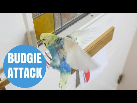 BUDGIE attacks postman whenever he delivers the mail