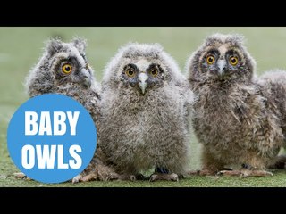 Cute Long Eared Owl Chicks born in Scotland