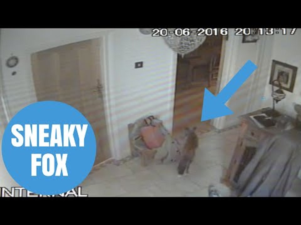 Sneaky Fox steals PLAYSTATION controller from house