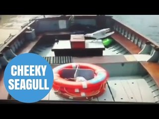 Cheeky Seagull Steals Ferry Takings