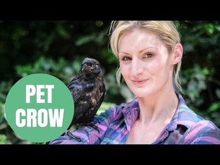 A woman who raised an orphaned baby crow says it won't leave her side