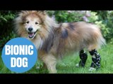 Dog Has Life Transformed Aftrer BeingFitted With Bionic Legs