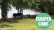 Escaped Cows Raid Recycling Bins In Posh Estate.