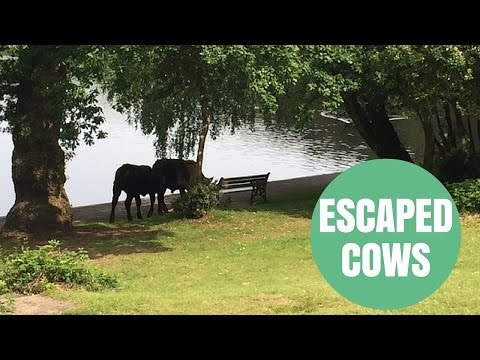 Escaped Cows Raid Recycling Bins In Posh Estate.
