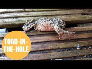 RSPCA Called To Save A Fat Toad That Got Stuck In Decking