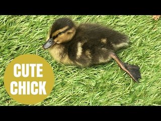Super Cute Duckling Amazes Family After Abandoned Egg Hatches In Airing Cupboard