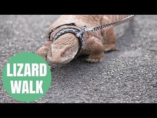 Animal lover takes his four-foot long pet lizard out on a lead