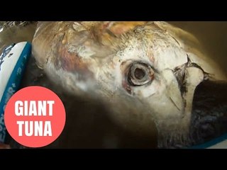 Shark Sized Tuna Washes Up In The River Severn In Gloucestershire