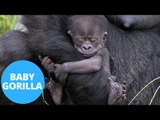 Zookeepers Go Ape After Incredibly Rare Gorilla Born In UK