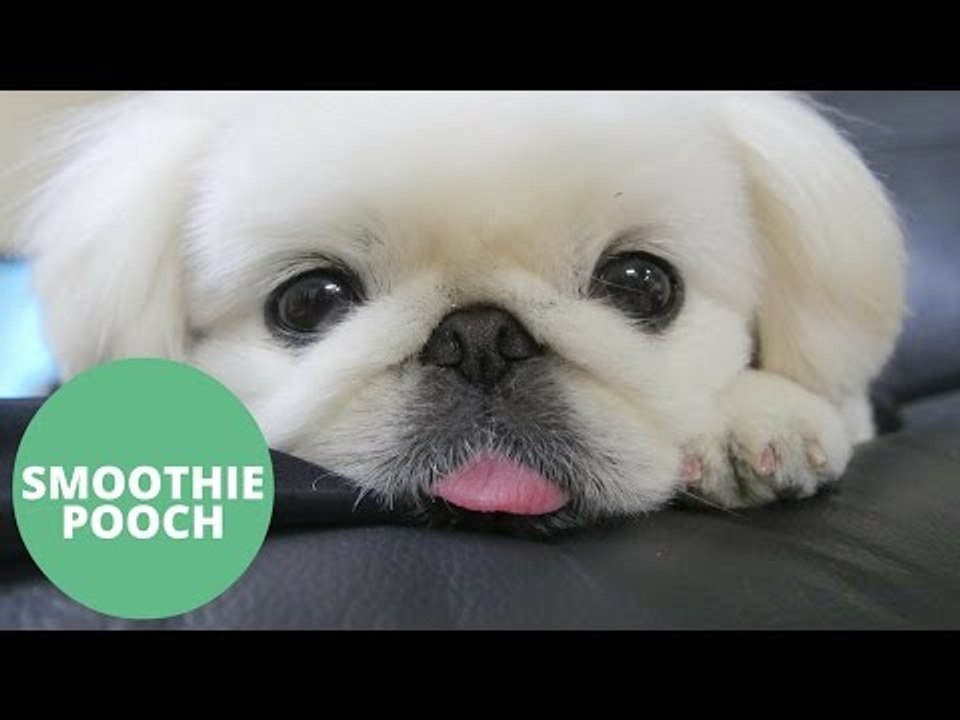 Adorable Pet Dog Is A Viral Hit With Videos Of Drinking Smoothies.