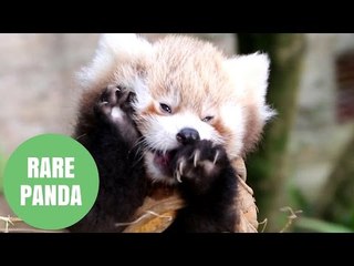 Adorable Video Shows Rare Baby Red Panda
