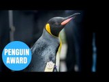King Penguin Sir Nils Olav Of Edinburgh Zoo Welcomed A Very Special Visitor