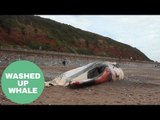 A 50ft Sperm Whale Has Washed Up