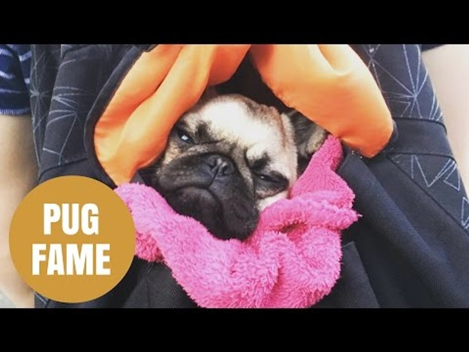 Pug Web Famous Because He Loves Dressing Up