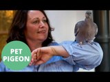 Rescued pigeon believes it's a dog after nursed back to health