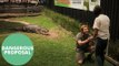 Zookeeper Proposes To His Girlfriend With 15-FT LONG Crocodile