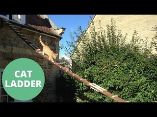 Scientist Creats Ladder For Cat After Landlord Bans Catflap