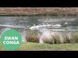 Swans work together to break through frozen lake