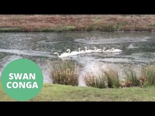 Swans work together to break through frozen lake