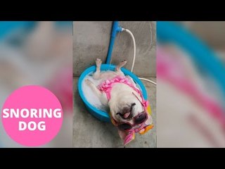 Hilarious moment a bulldog falls asleep while he's having a bath and starts SNORING.