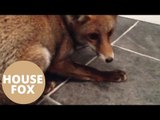 Fox jumps through man's bathroom window and runs around flat
