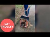Pet Owner Takes His Two Cats For A Walk By Pushing Them In A Trolley