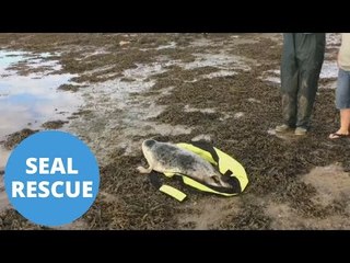 Seal Pup Rescued After Being Found On Golf Course