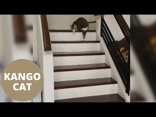 Adorable Moggy Named Kangaroo Cat After Losing Front Paws