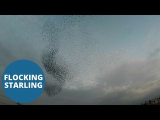 More than 10,000 murmurating starlings filling the sky