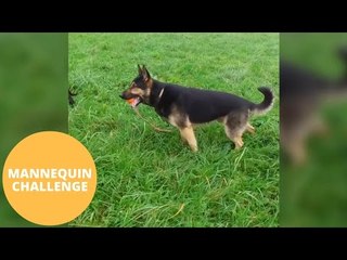 Police Officer Pulls Off The Best Mannequin Challenge Yet - With His Two Police Dogs.