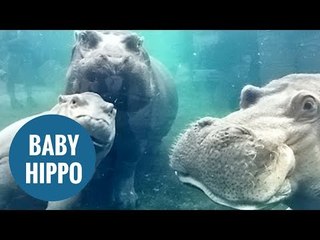 Adorable baby hippo plays with parents for the first time