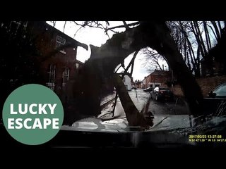 Driver had miracle escape after giant tree pierced her windscreen