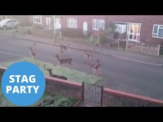 A herd of deer gather in the middle of a residential street