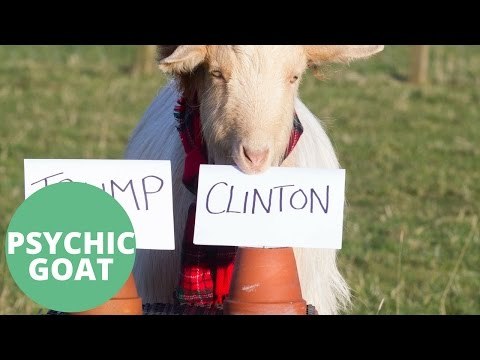 Psychic goat predicts US election winner