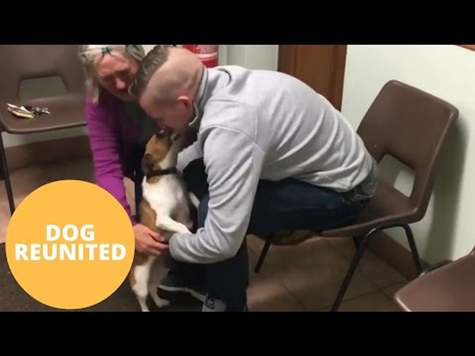 Heartwarming moment a dog is reunited with her owner THREE YEARS