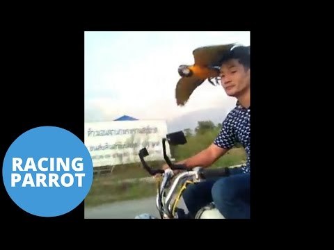 Amazing video of parrot flying alongside motorcycle
