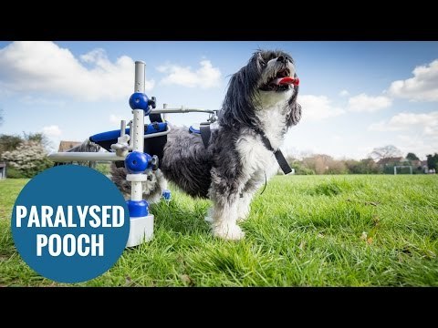 Paralysed dog is back on his paws thanks to state-of-the-art wheelchair