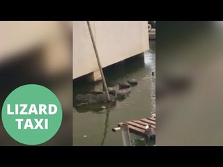 Turtles get a piggy back on giant monitor lizard