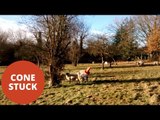 Ewe Rescued After Getting A Traffic Cone Stuck On Her Head