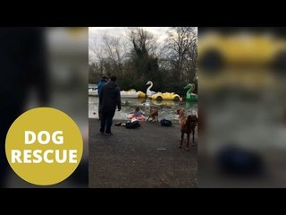 Woman saves dog from freezing pond