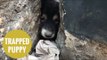 Puppy rescued after being trapped between a wall for three days