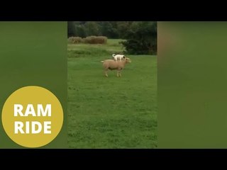Hilarious video of dog riding around a field on a ram
