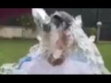 Luis Suarez Takes On The ALS 'Ice Bucket Challenge' !!
