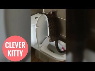 Clever kitty has amazed its owner - by using their TOILET.