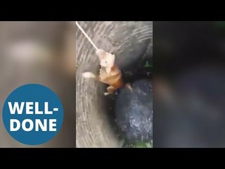 Dog pulled out of well by clinging onto rope with mouth