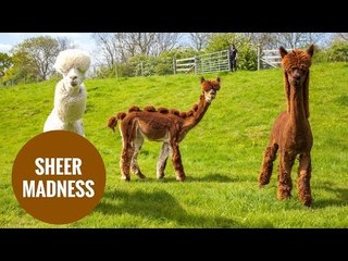 Herd of alpacas given hilarious hairdos