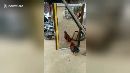 Angry rooster fights with its own reflection