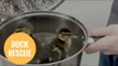 Hero rescues ducklings from drain with SAUCEPAN.