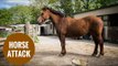 Sadists slash horses with knives then leave them to die in burning stables
